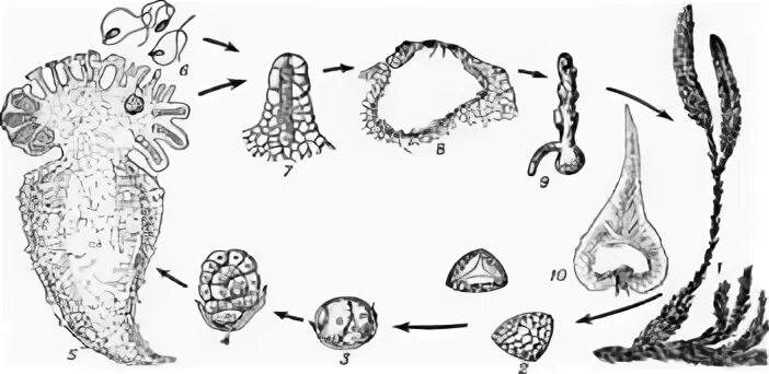 Цикл развития плауна булавовидного. Lycopodiophyta жизненный цикл. Жизненный цикл плауна. Отдел плауны цикл развития.