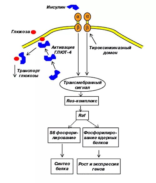 Механизм действия инсулина биохимия схема. Механизм действия инсулина glut 4. Мембранный механизм действия гормона инсулина. Схема синтеза инсулина биохимия. Инсулин и гормон роста