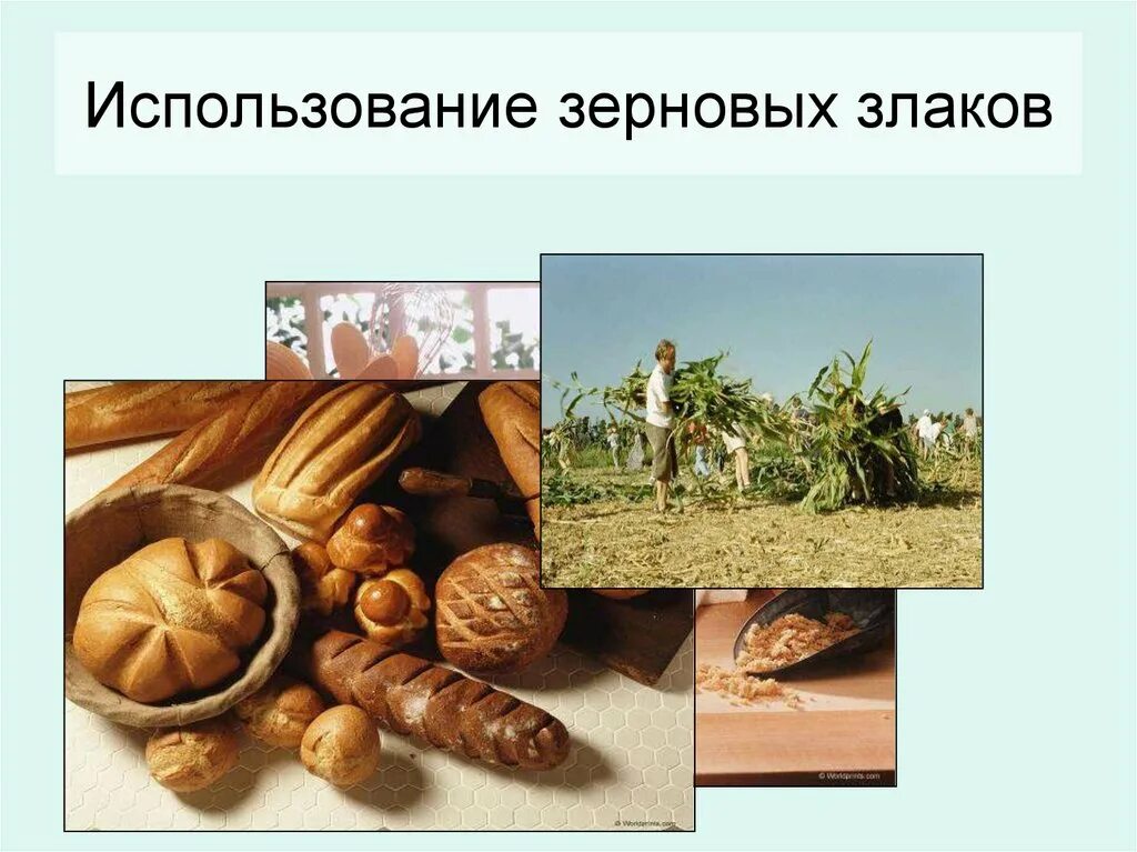 Семена масленичных культур. Чем полезен рис. Применение зерна. Крупы ячневая и ячменная одно и тоже. Пшеница 3 класс.