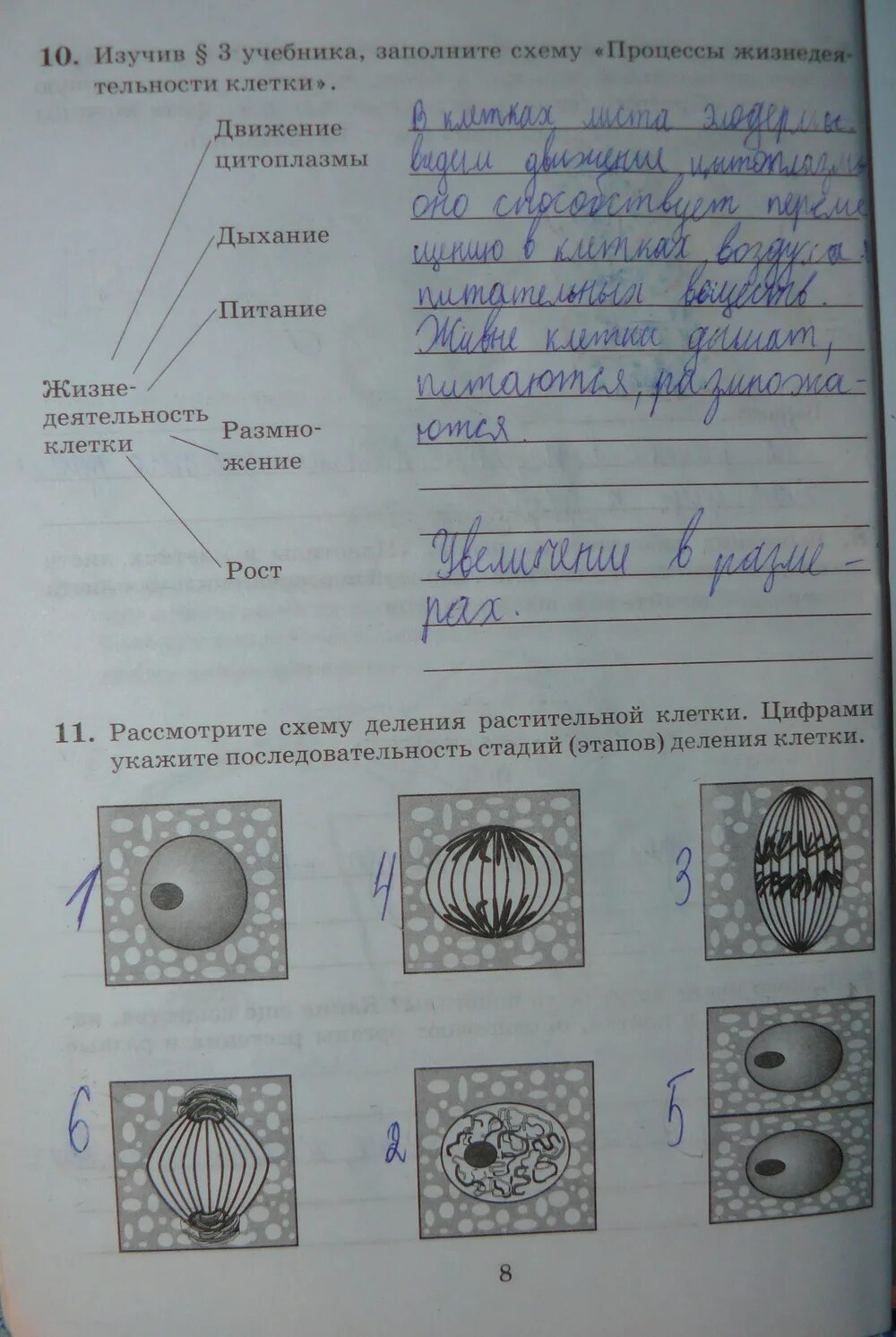 Деление растительной клетки 6 класс биология. Биология рабочая тетрадь 6 класс Пасечник 82. Деление клетки 5 класс биология Пасечник. Домашнее задание по биологии.