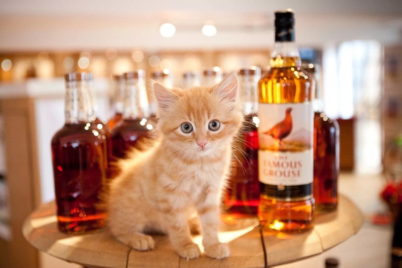 Картинки пьющий кот. Кот с коньяком. котик с виски. кот с бутылкой. рыжий кот с рюмкой.