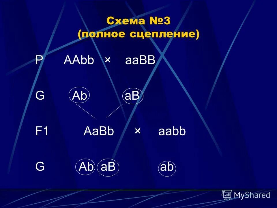 Схема AABB X AABB. Аабб аабб. Организмы с генотипом AABB. Девушка AABB.