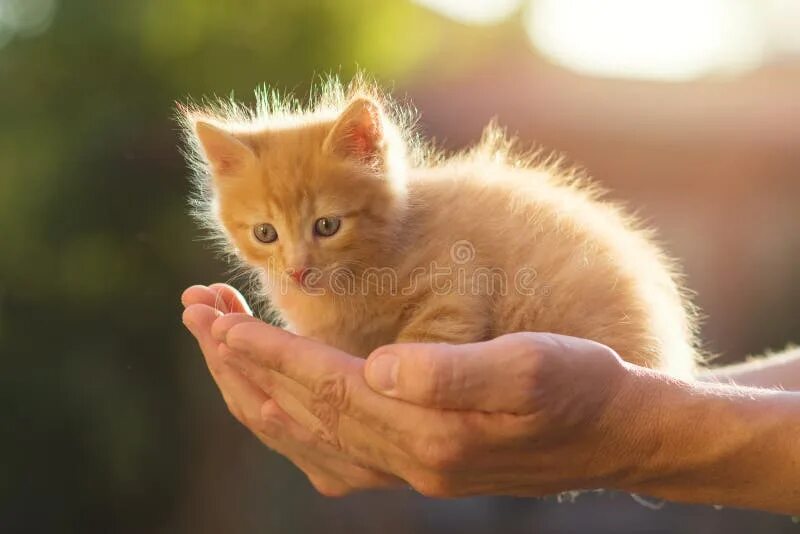 Un gato