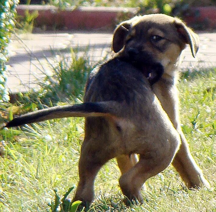 Немецкая овчарка. Интернет зоомагазин город рыбница. У щенка ушки заворачиваются назад. Там щенки. Приют для животных ленинск-кузнецкий собаки в дар.