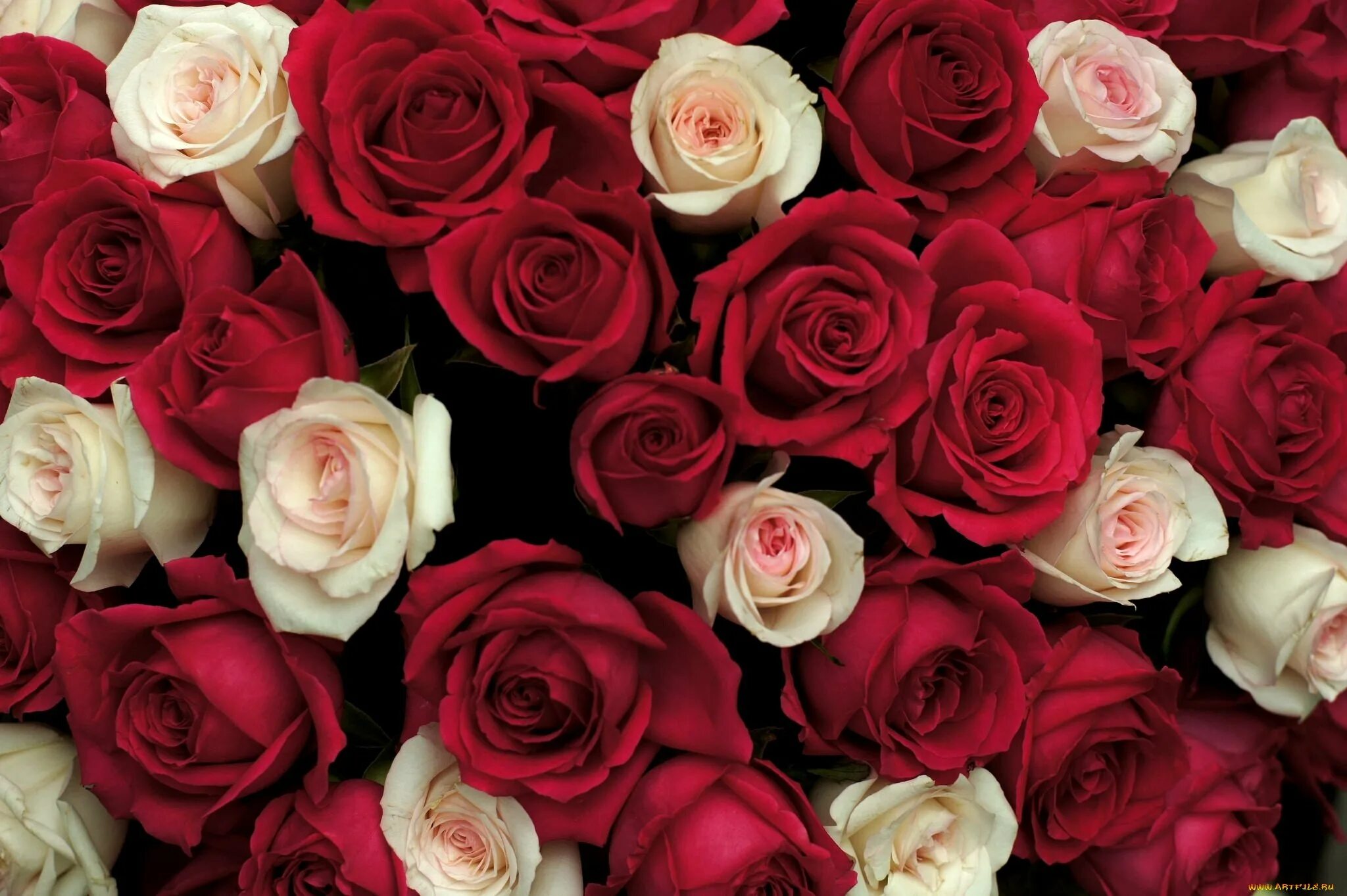Rose background