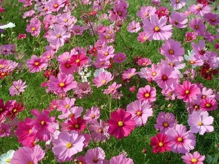 Garden cosmos