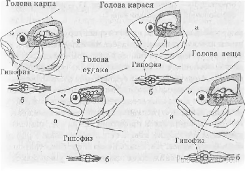 Покажи как выглядят мозги у рыбы Israel and The Fish Head Prophecy. YouTube