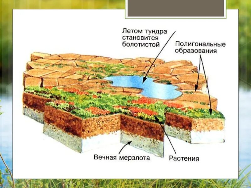 Тундровые-глеевые тундра почвы РФ. Природная зона тундра почва. Типы почв тундрово глеевые. Тундра глеевые почвы на карте.