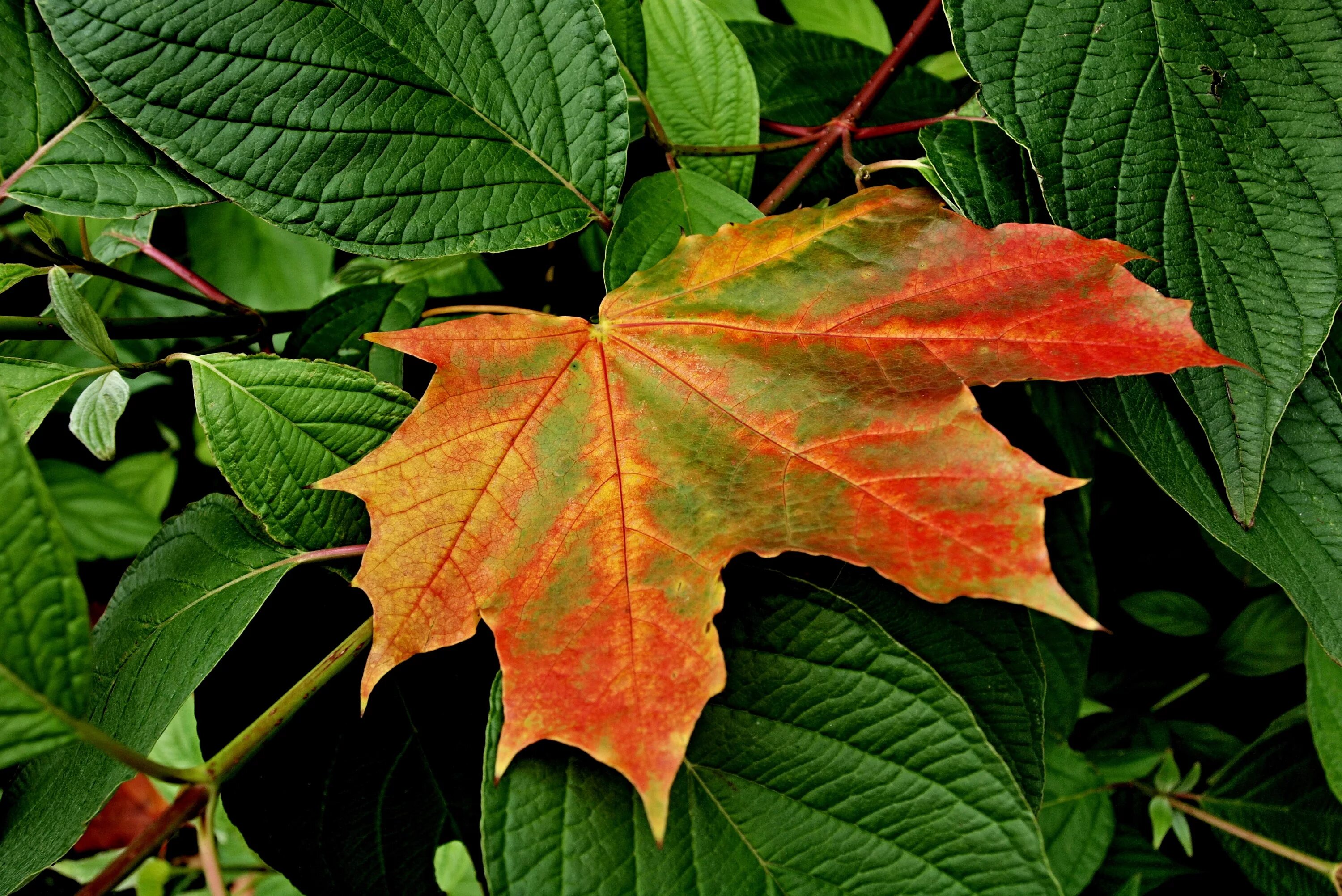 Клен с пестрыми листьями. Листья фото. Цветок с листьями похожими на кленовые. Кустарник с листьями клена.