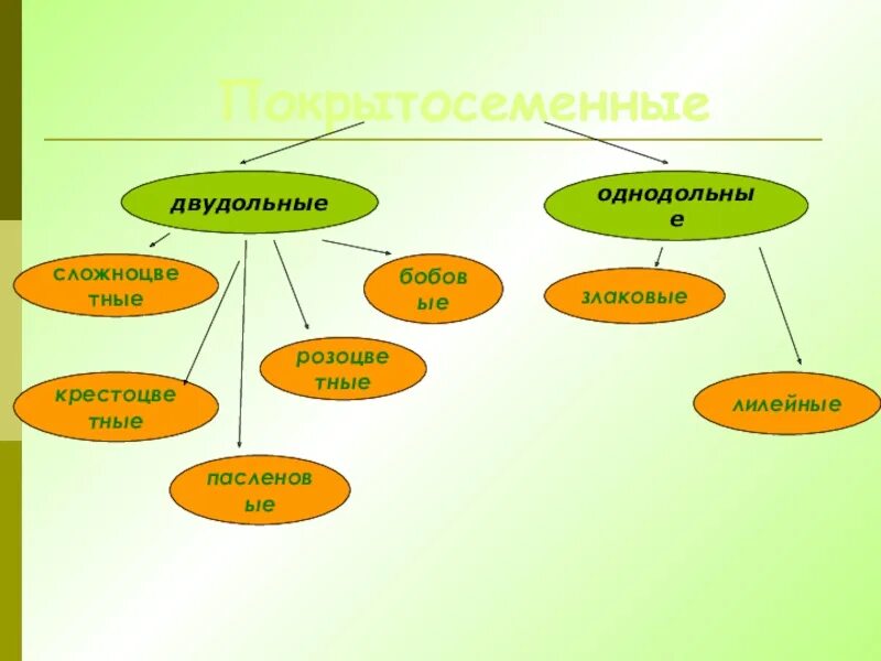 Тест класс однодольные 7 класс. Бобовые Однодольные или двудольные. Сложноцветные Однодольные или двудольные. Покрытосеменные двудольные. Бобовые класса двудольные или Однодольные.