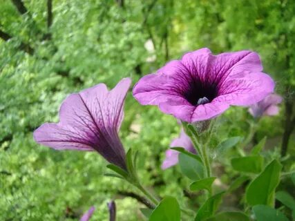 Уличные цветы похожие