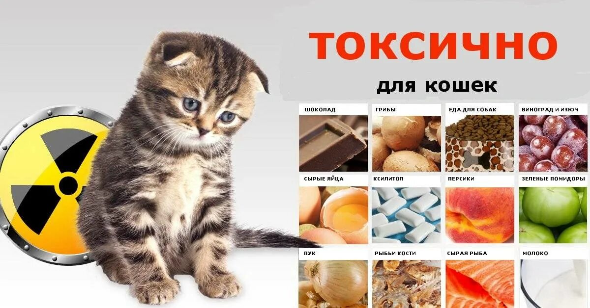 Что нельзя есть кошкам список. Что нельзя давать кошкам. Что можно есть кошкам. Запрещенные продукты для кошек. Какие овощи можно кошкам.