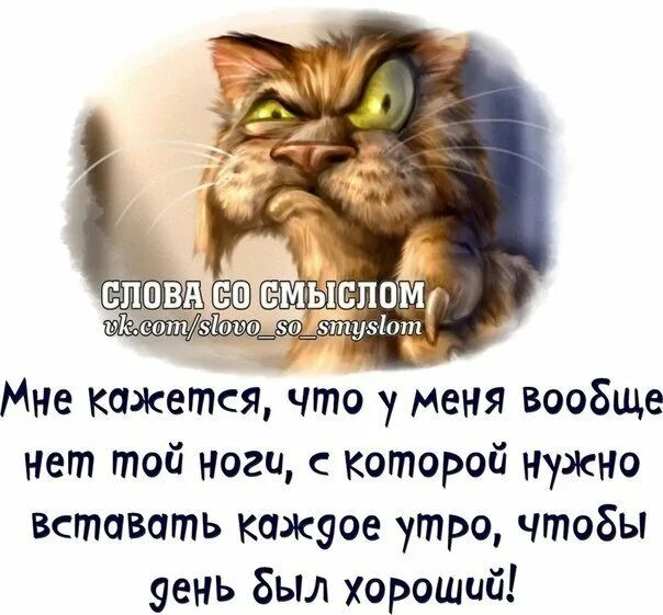 Утро работа среда. Смешные высказывания про среду. среда высказывания. афоризмы про среду смешные. фразы про среду.