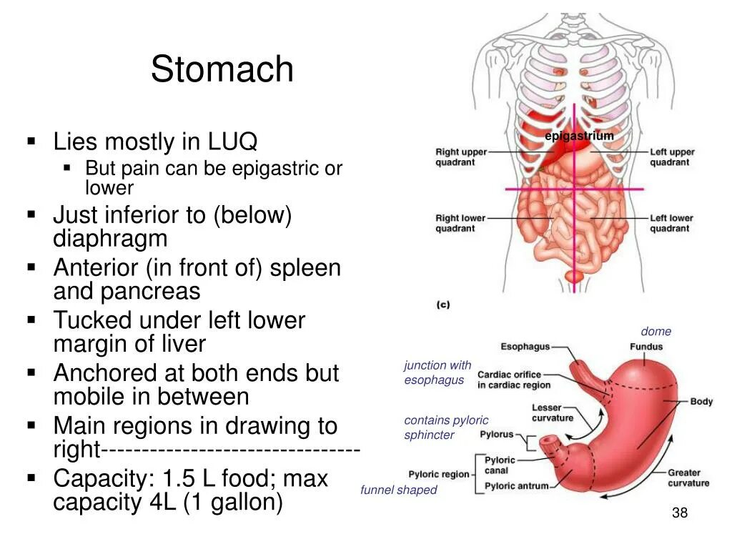 Stomach перевод на русский. Антрум. Цитаты про похудение. Stomach перевод на русский. Stomach перевод на русский.