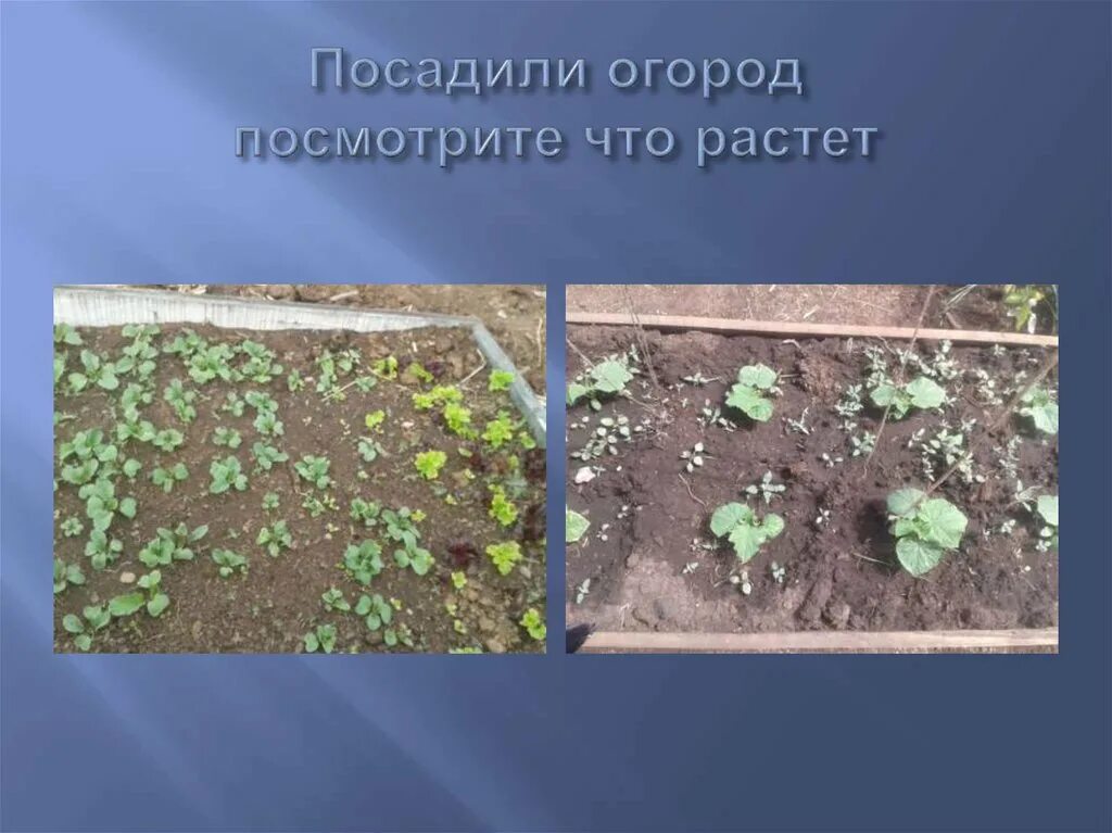 Посадили огород посмотрите что. Посадили огород посмотрите что растет. Посади огород посмотри что растет. Посадили огород посмотрите что растет в ДОУ. Посадили огород посмотрите что растет картинка.