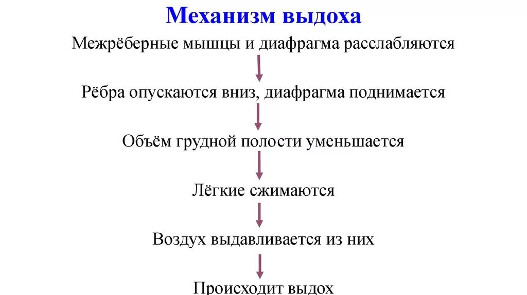 Последовательность процессов вдоха и выдоха. Механизм процесса вдоха и выдоха. Схема процесса вдоха и выдоха. Последовательность действий при вдохе и выдохе. Правильную последовательность этапов дыхания