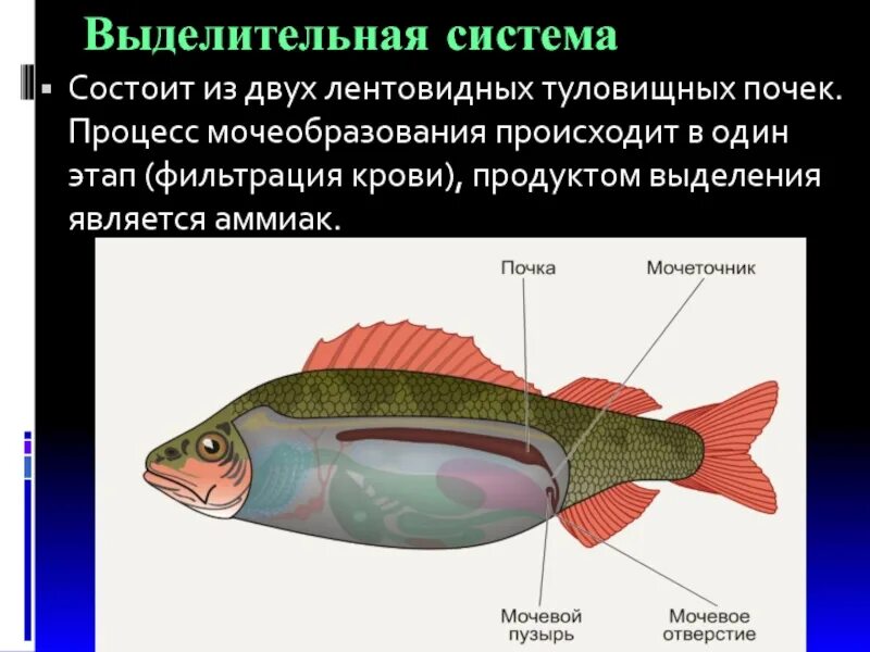 Ухо класс рыбы. Биология 7 классвыделительна система рыбы.. Выделительная система рыб 7 класс. Выделительная система рыб 7 класс биология. Внутреннее строение рыбы выделительная система.