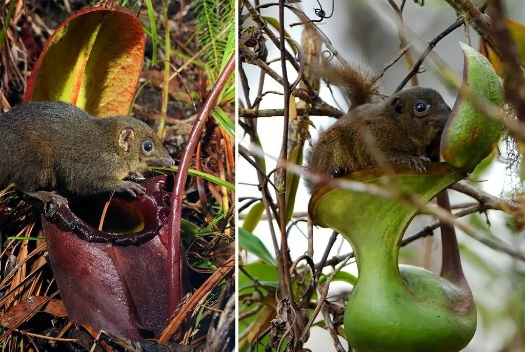 Травоядные животные. Растительноядные животные 3 класс. Чем питаются растительноядные. Растительноядные растительноядные животные. Чем питаются растительноядные животные.