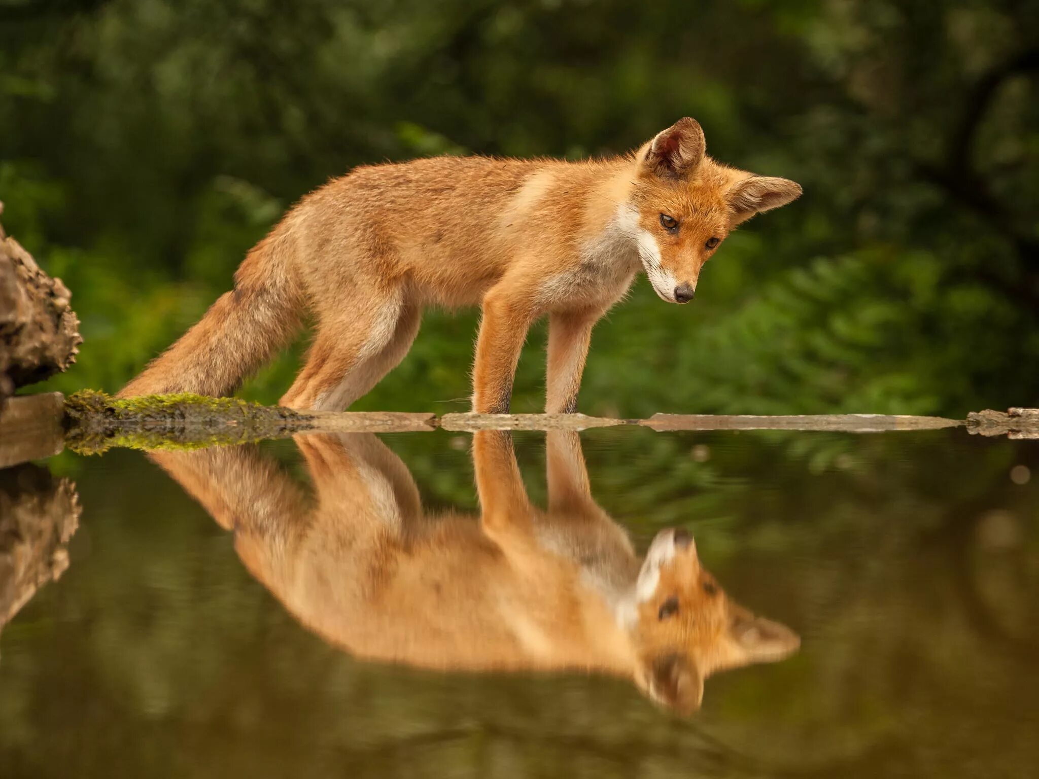 Лиса в воде. Жизнь лисы в дикой природе. Лиса у реки. Отражение Лисёнка и лисы. Fox см