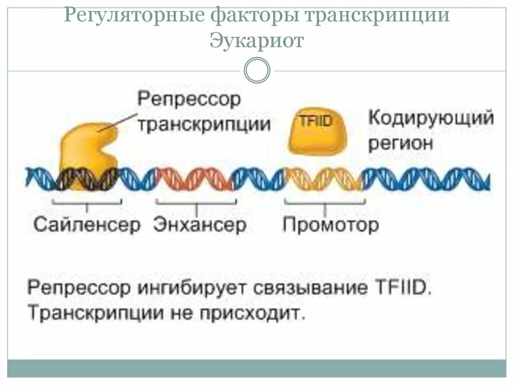 Присоединение факторов транскрипции. Факторы транскрипции эукариот. факторы транскрипции. регуляторные факторы транскрипции. транскрипционные факторы эукариот.