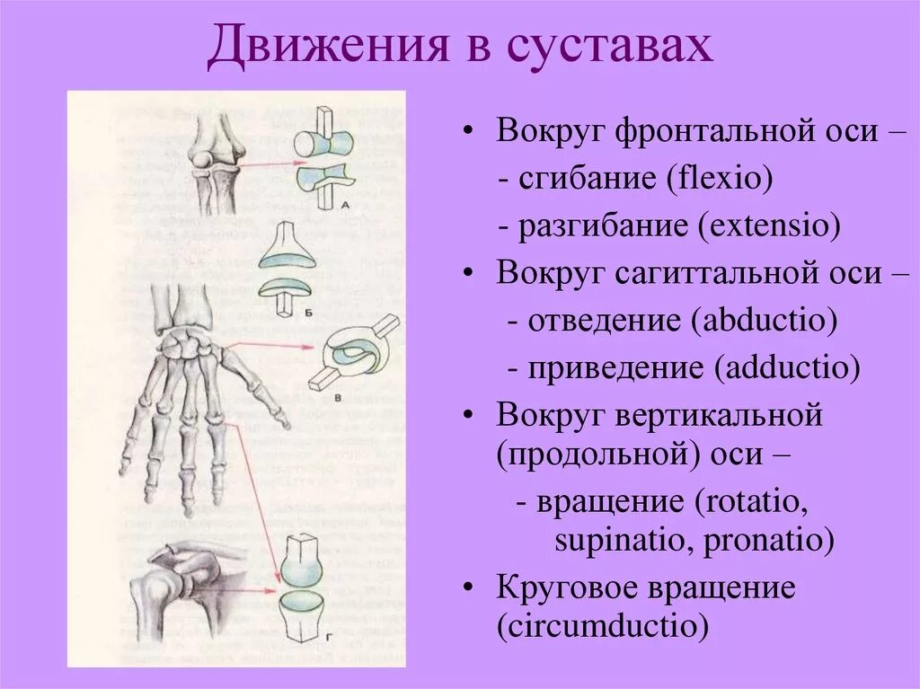 Ости движения суставов. Оси движения в суставах. Оси движения суставов анатомия. Движение вокруг фронтальной оси. Функции движения суставов