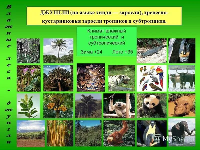 зона субтропиков растения. влажные субтропики россии животный мир. животные и растения субтропиков. животные и растения субтропиков. животные и растения субтропиков.