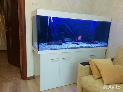 Аквариум в новгороде