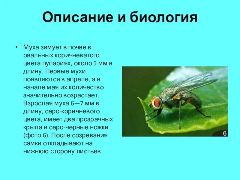 Насекомые с описанием. Муха для презентации. Описание мухи. Характеристика мухи. Характер мухи