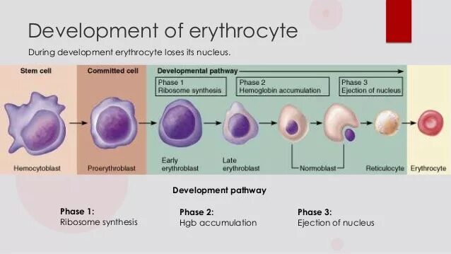 Фазы развития клетки. Формирование клетки эритроцитов. Цикл развития эритроцитов. Этапы созревания кровяных клеток. Этапы созревания эритроцитов.