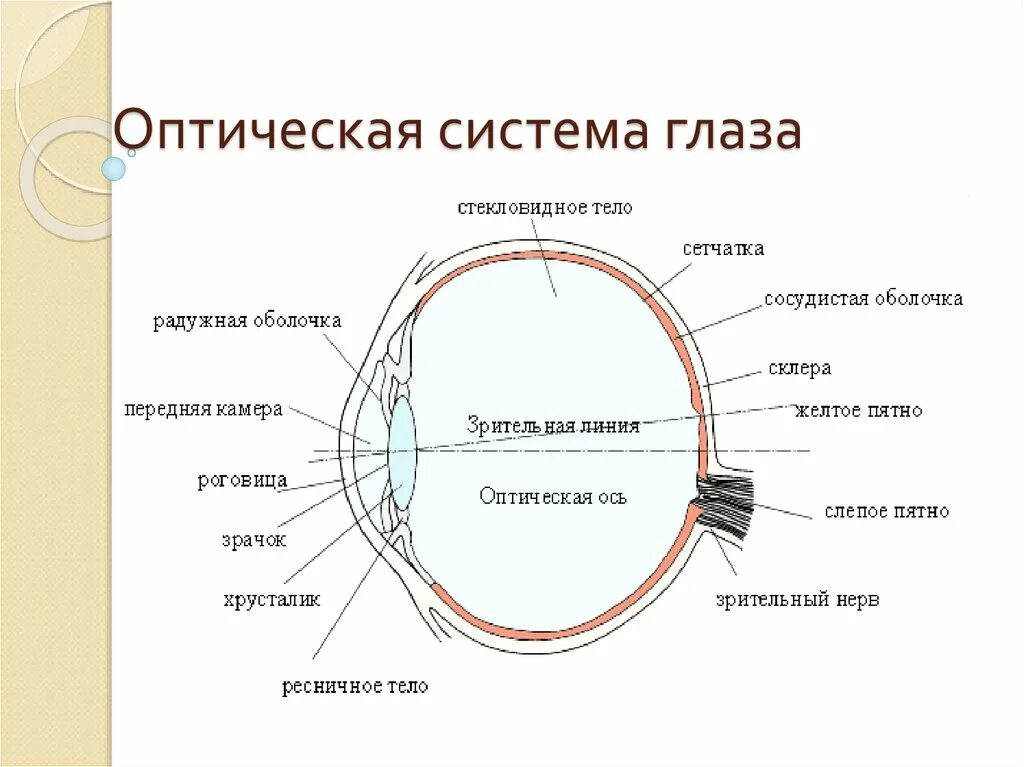 Система глазок. Оптическая система глаза хрусталик. Анатомия оптической системы глаза. Характеристика оптической системы глаза. Оптическая система человеческого глаза.