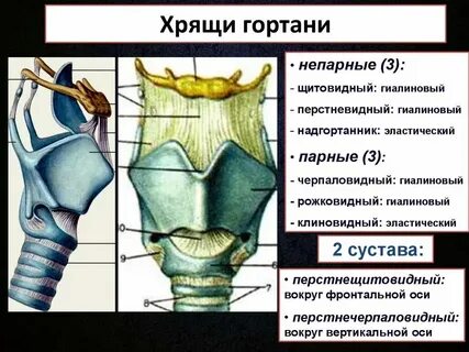 Из какой ткани состоит хрящ и кость