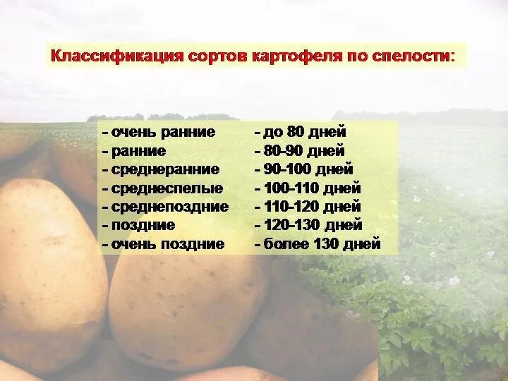 Садон картофель характеристика сорта. Классификация картошки. Классификация сортов картофеля. Классификация картофеля по сортам.