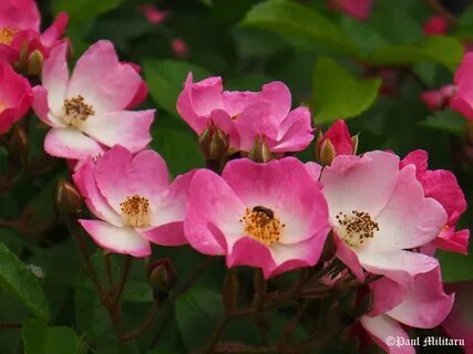 Wild rose