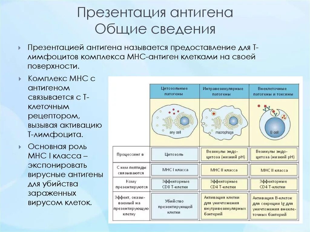 Экзогенные антигены. Презентация антигена cd4-лимфоцитам. Презентация антигена. Презентация антигена этапы. Презентация антигенов т-хелперам.