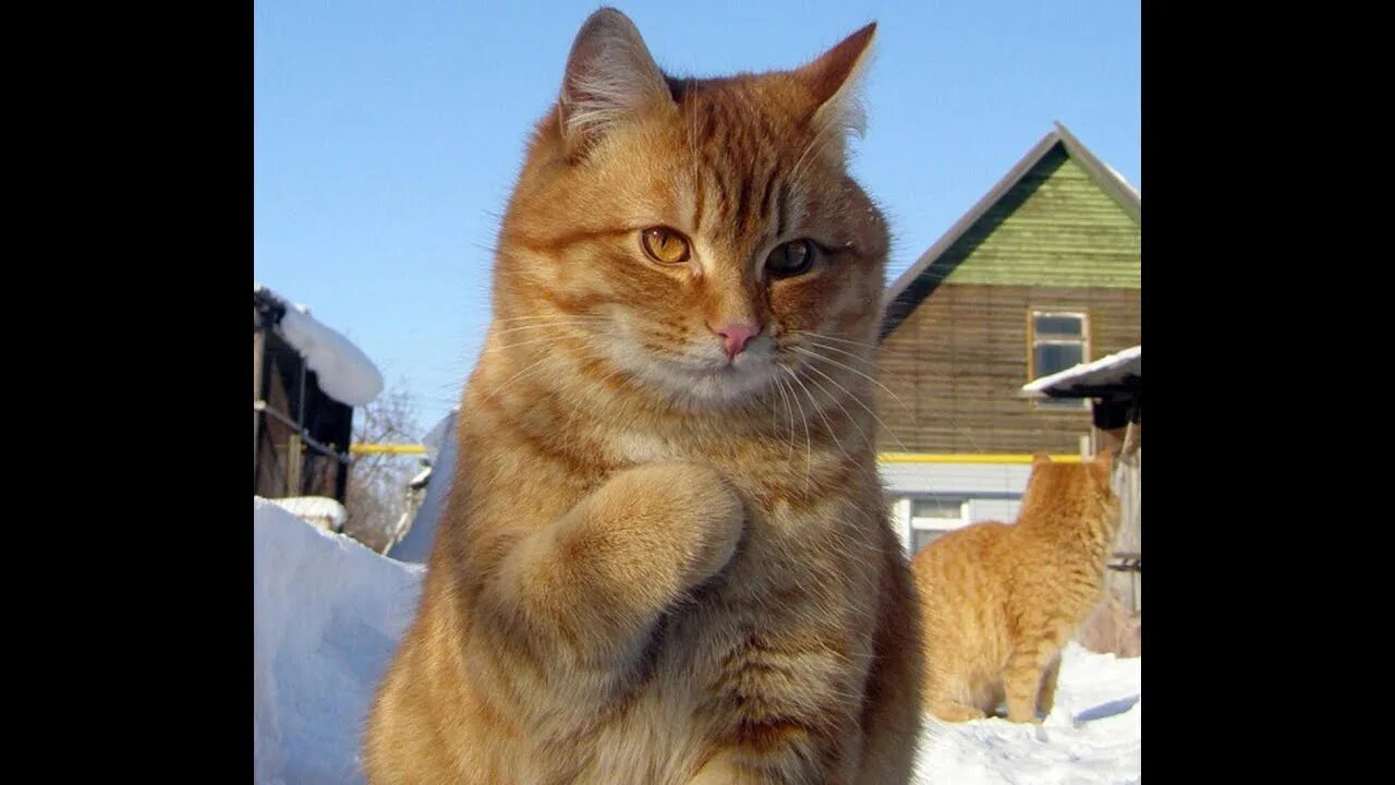 Тут кот. Котик туть. наглый кот. рыжий кот туть. котик туть мем.