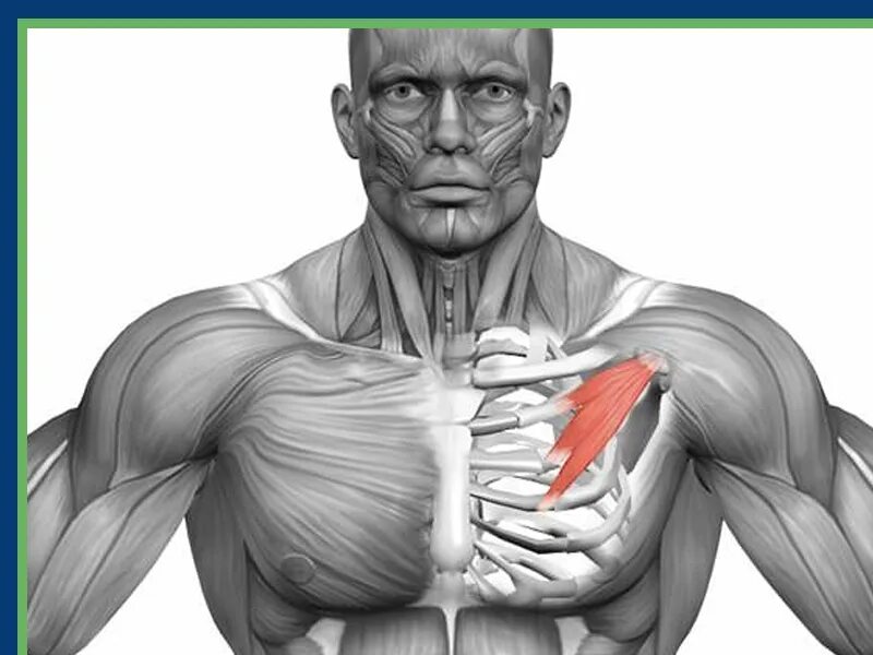 2. M. pectoralis Minor, малая грудная мышца. Мышцы малая грудная мышца. Малая грудная мышца анатомия. Малая мышца груди.