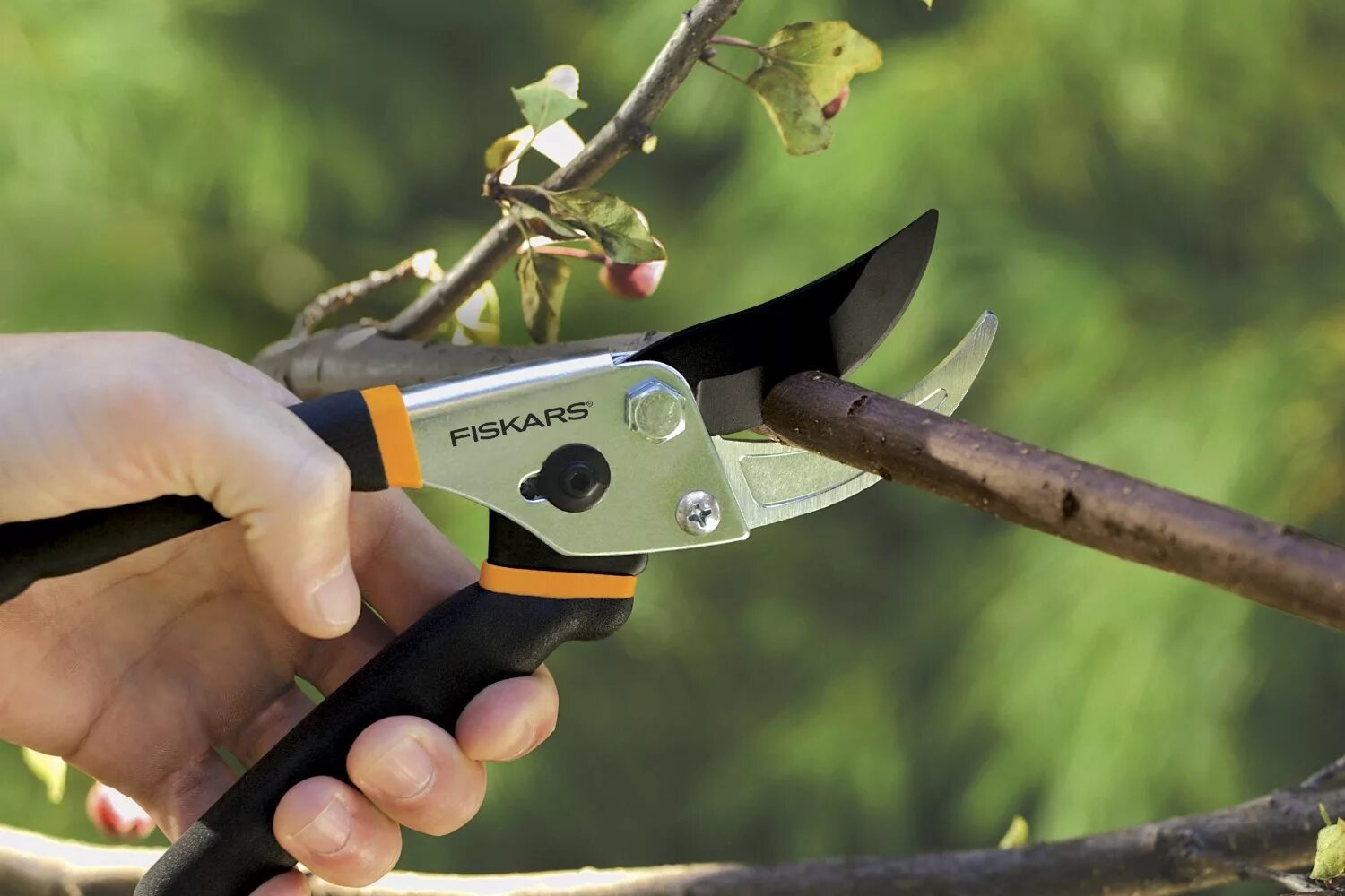 Обрезка деревьев секатором. Секатор pruning shears. секатор фискарс аккумуляторный. фискарс секатор для деревьев. fiskars p321 секатор.