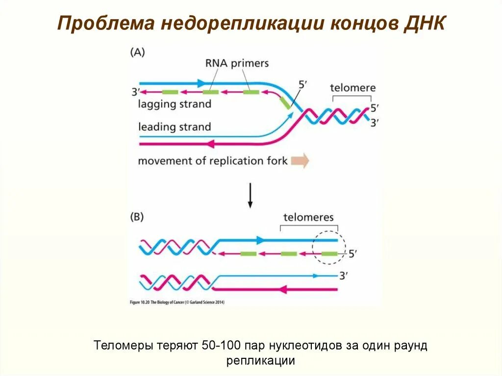 Днк штрих концы. Репликация линейных молекул ДНК. Репликация теломерной ДНК. Репликация ДНК теломеры. Проблема репликации линейного незамкнутого фрагмента ДНК.