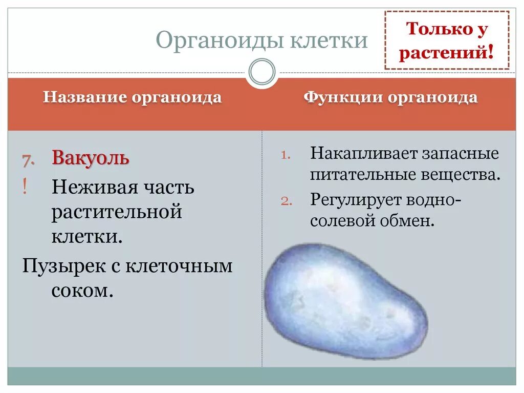 Органоиды клетки. Функции органоидов клетки. Основные части и органоиды клетки. Название и функции органоидов. Размер органоидов клетки