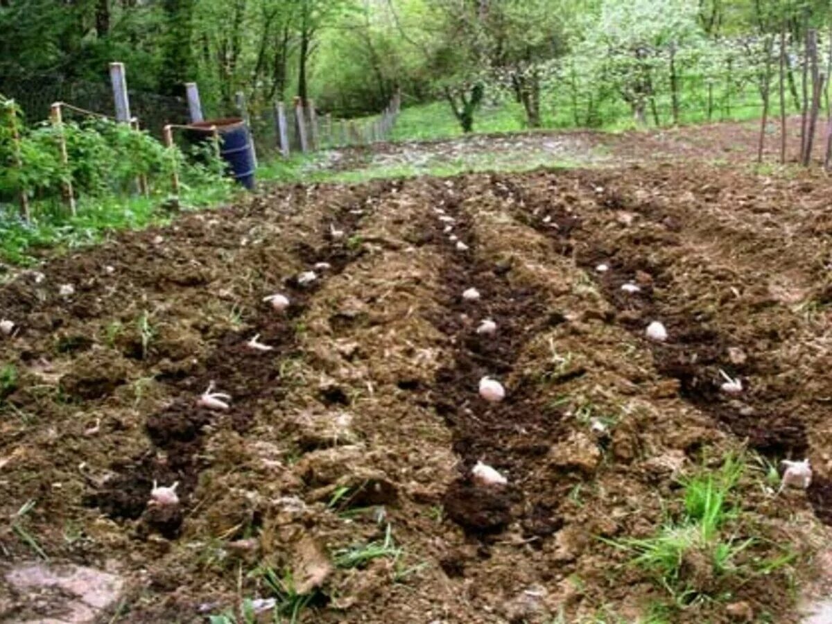 Чем удобрить землю перед посадкой картофеля. Посадка картофеля в пирамиды. Кап сажать картошку в лунки при посадке. Удобрения при посадке картофеля весной в лунки при посадке. Кремнезем для посадки картофеля.