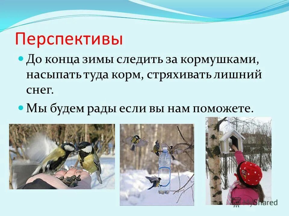 что можно насыпать в кормушку для птиц. акция покормите птиц зимой. кормушка для птиц. что можно синичкам в кормушку. чем кормить птиц зимой.