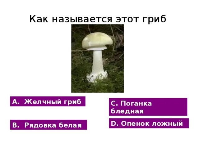 Сравнить бледную поганку и шампиньон сходство. Поганка и шампиньон сходство и различие. Сходство поганки и шампиньона. Различаются бледная поганка и шампиньон. Сходство поганки и шампиньона.