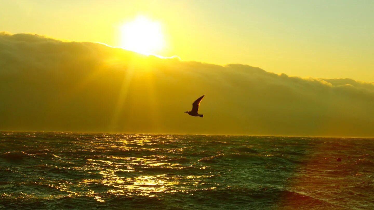 Лети поближе к солнцу. Птицы над морем. Закат над морем. Море горы солнце. Полет над морем.