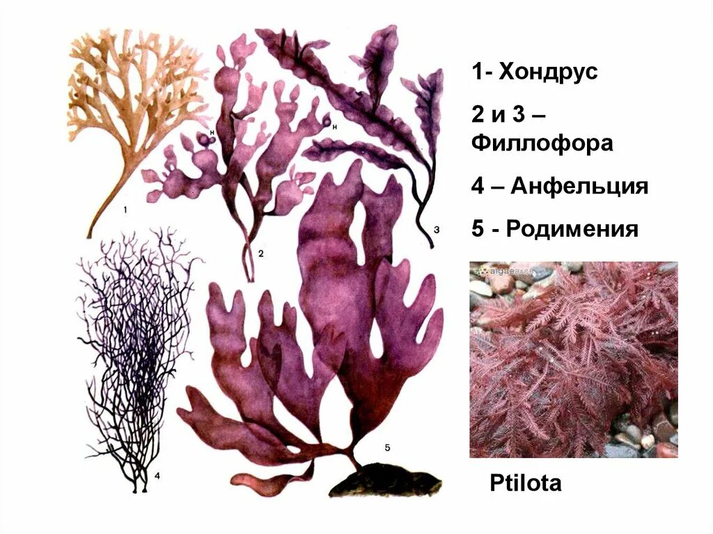 Твердые водоросли. Родимения водоросль. Филлофора водоросль. Анфельция складчатая. Анфельция водоросль строение.