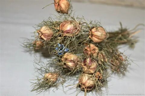 Семена сухоцветов