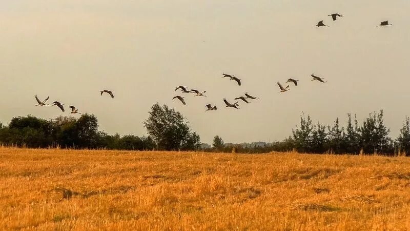 Птицы улетают осенью песня. Отлёт журавлей.отлёт журавлей.. Птицы над полем. Птицы улетают на Юг. Журавли в поле.