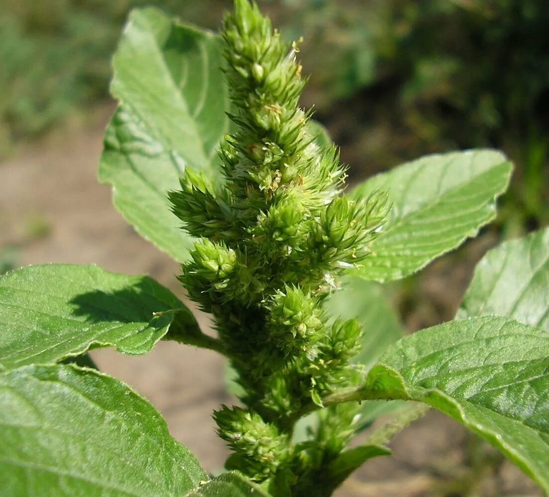 Сорняки в огороде названия. Щирица запрокинутая Amaranthus retroflexus. Амарант сорняк щирица. Амарант щирица огородный. Амарант Щерица сорная.