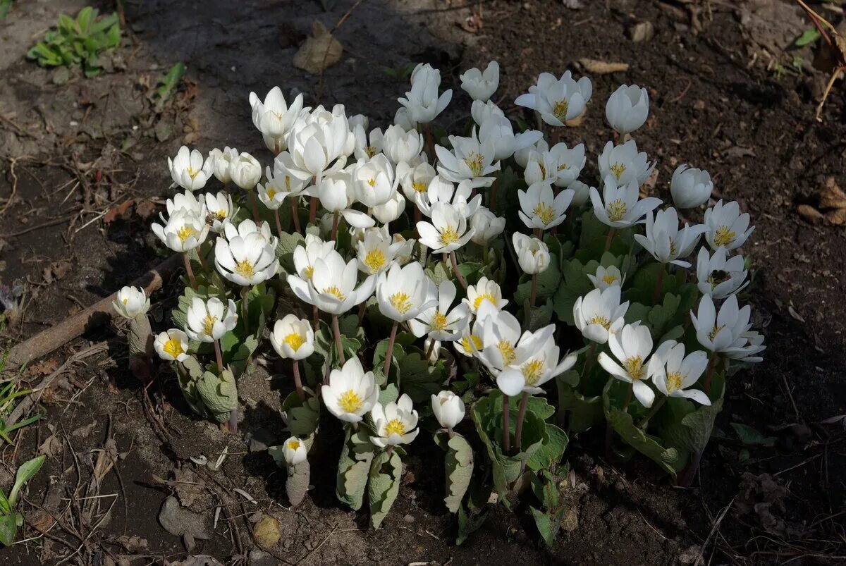 Цветы ранние весенние многолетние. Сангвинария. Сангвинария канадская Sanguinaria canadensis. Сангвинария махровая. Сангвинария Flora Plena.