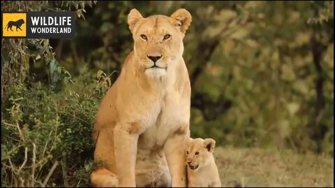 Wildlife wonderland