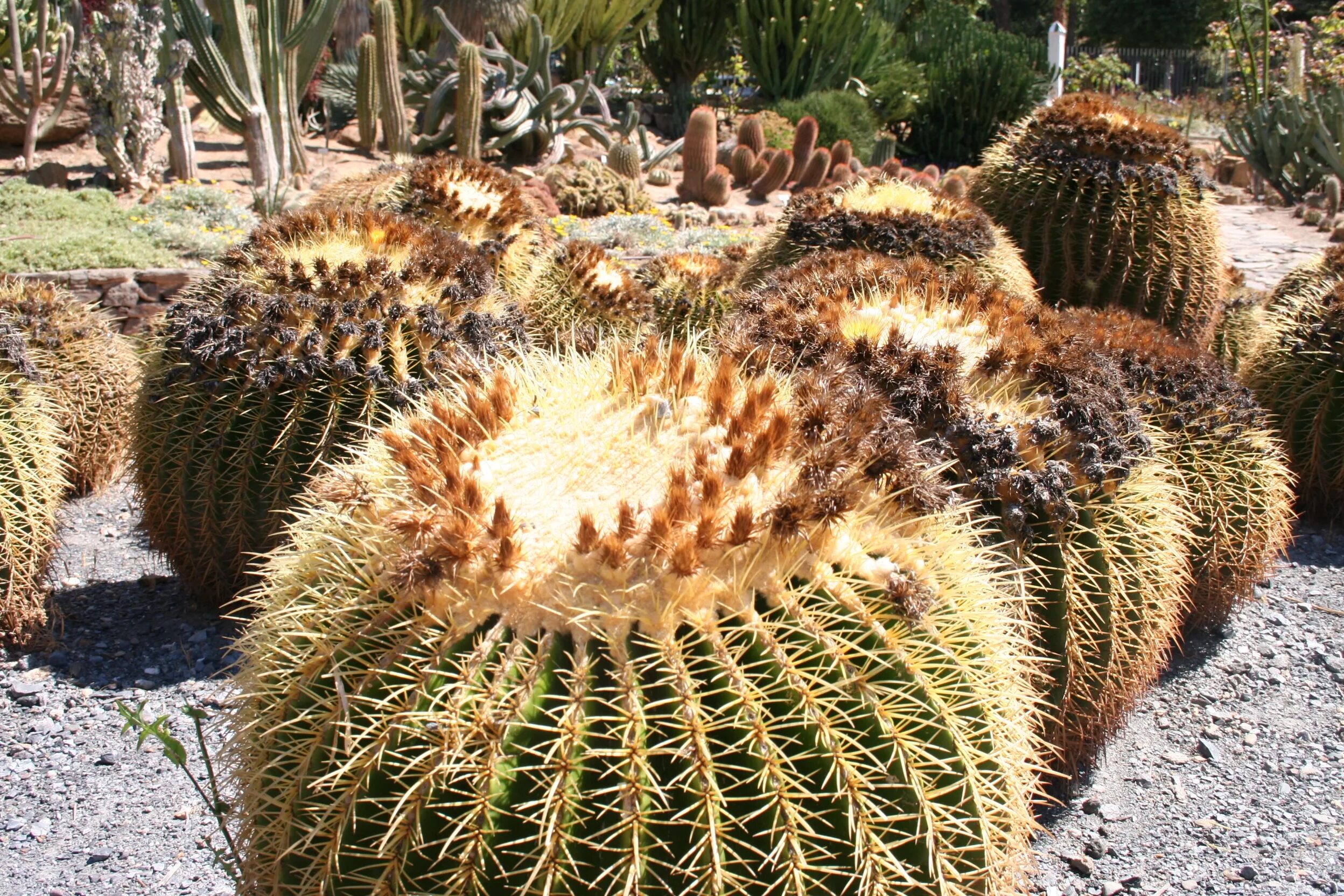 Mexican cactus. Мексика Кактус лари. Мексика кактусы nopales. Карликовый Кактус. Растения Мексики.